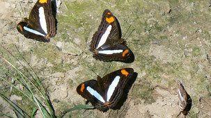 Mariposas de Bolivia, Butterflies of Bolivia