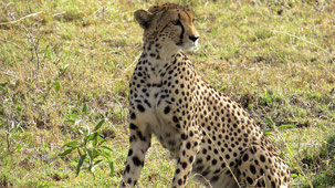 Cheetah, Gepard, Acinonyx jubatus, Serengeti National Park