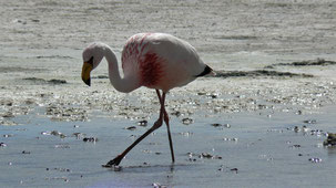 James´s Flamingo, James-Flamingo, Phoenicoparrus jamesi