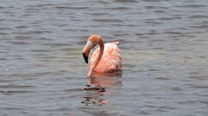 American Flamingo, Kubaflamingo, Phoenicopterus ruber