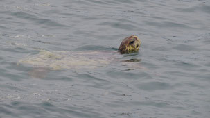 Green sea turtle, Grüne Meeresschildkröte