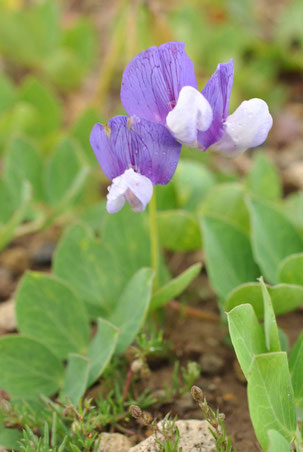 マメ科 稚内市北方植物園