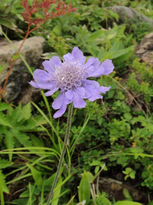 タカネマツムシソウ (高嶺松虫草)