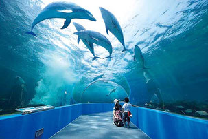 ©のとじま水族館