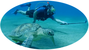 A scuba diver swims underwater while filming a sea turtle using a camera on a selfie stick. The scene takes place on the ocean floor, with the turtle in the foreground and the diver following closely behind.
