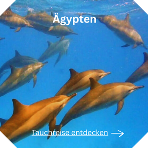 Tauchreise Ägypten