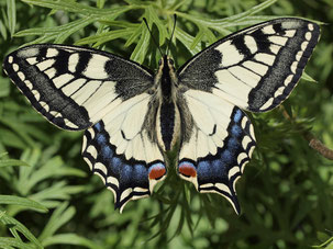 Schwalbenschwanz (Papilio machaon), einem der größten (und schönsten) heimischen Schmetterlinge / Bildquelle: A. Hauck, NABU 