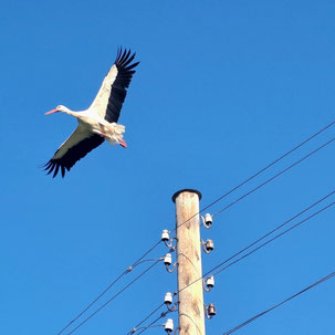 Stork in flight with spread wings against blue sky and wooden power pole