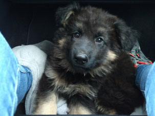 Akira als frecher Welpe