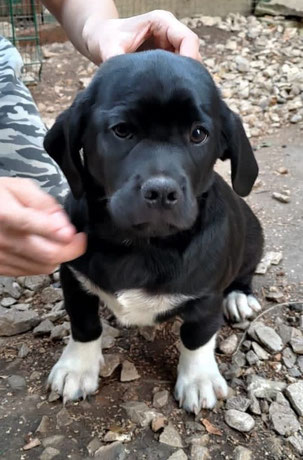 Sapfire, Rüde, geb. 04.23, Labrador-Mischling,  wird ca 45-50 cm groß (kurzbeinig)