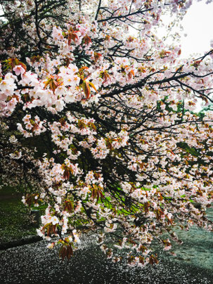 京都御所で花見