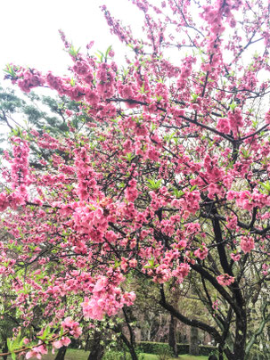 京都御苑で花見