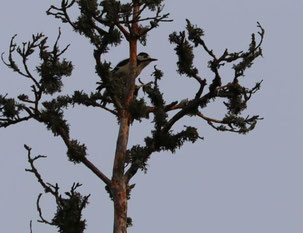 Photo décorative un geai