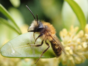 Rotpelzige Sandbiene an Buchsbaumblüte, Foto: Andreas Hurtig