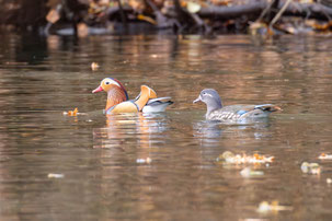 Foto: Thomas Billert