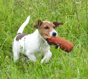 Hunde müssen jagen