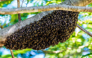 Geschwärmte Bienen. Foto: pixabay