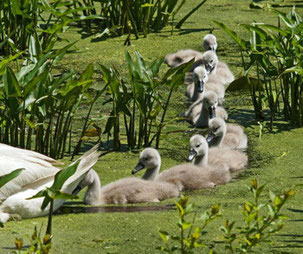 A Family of Mute Swans Spotted from the Boardwalk