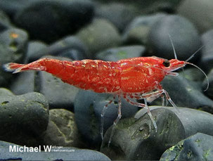 Die Red Cherry oder Red Fire Garnele ist eine Zuchtform von Neocaridina davidi (heteropoda) var. red aus der Gattung der Neocaridina.