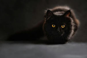 dictée les chats ce2 noir