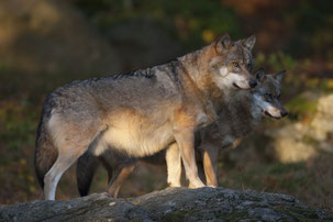 Wölfe (Foto: Marcus Bosch, LBV-Archiv)