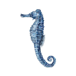 Three-spot Seahorse (Hippocampus trimaculatus) scientific illustration art watercolour