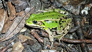 Bild: Grünenwald, NABU Kaarst-Korschenbroich