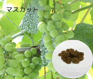 #やのや #豆乳発酵バター #きんのばたぁ #100%植物性 #免疫力UP #マスカット