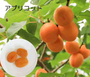 #やのや #豆乳発酵バター #きんのばたぁ #100%植物性 #免疫力UP #アプリコット