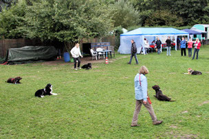 5 Hunde liegen im Platz im Kreis.