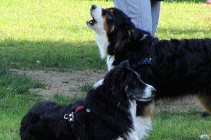 2 Australian Shepherds nebeneinander.