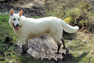 Schwizer Schäferhund mit schmutzigen, schwarzen Beinen.