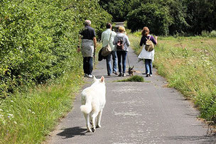 Gruppe mit Hunden in der Natur unterwegs.
