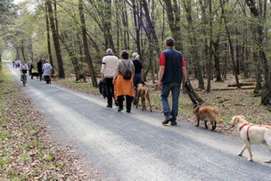 Gruppe mit Hunden im Wald unterwegs.
