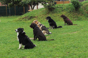 5 Hunde im Sitz nebeneinander.