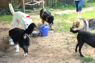 5 Hunde auf dem Hundeplatz schnuffeln gemeinsam.