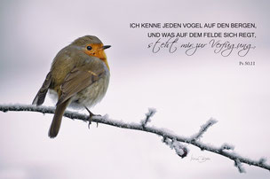 Rotkehlchen in der Kälte, Christliche Karten