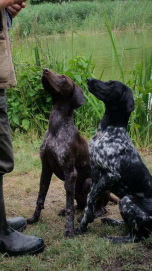 Arik (links ) und Ava vom Odins Wald am Hundewasser beim Üben