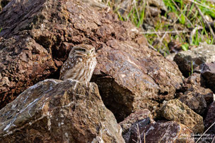 Little Owl near Breeding cave, Januar 2020, Anarita Areal, Zypern