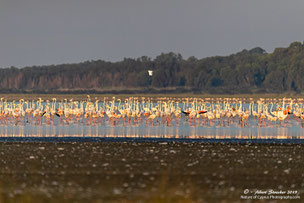 Graeter Flamingos at Akrotiri Salt Lake, Limassol, Cyprus