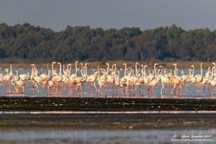 Greater flamingos gather for hibernation in Lake Akrotiri Salt Lake, Limassol, Cyprus