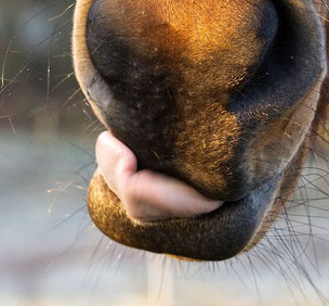 Kolik beim Pferd vorbeugen