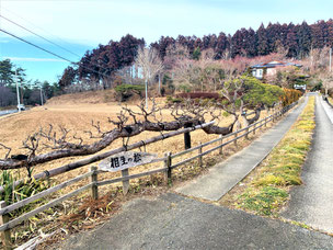 門かぶり松　一関　花泉