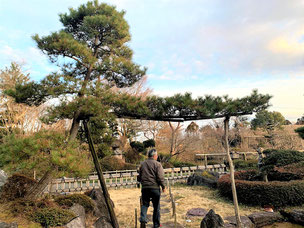 門かぶり松　一関　花泉