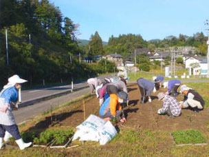 花壇の定植作業