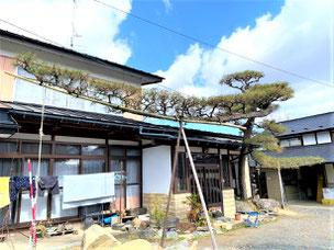 門かぶり松　一関市　花泉