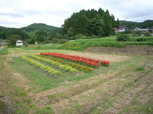 藤沢　第27区自治会　有休農地での花壇整備