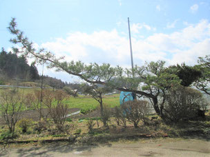 門かぶり松　一関　猿沢