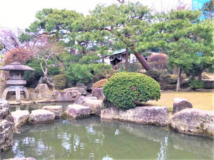 門かぶり松　斜幹仕立て　一関　浦しま公園