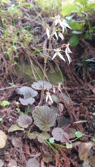 ユキノシタ(開花時期撮影)